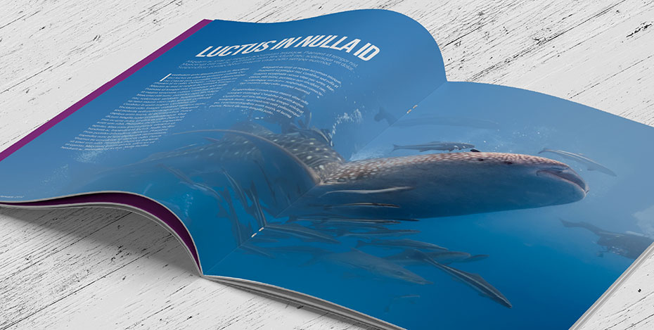 Slide images/slider/CataloghiCuciti.jpg